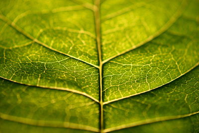 Close-up of leaves