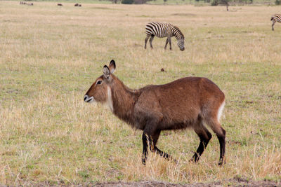 Animal posing with a black and white zebra in the background in the serengeti