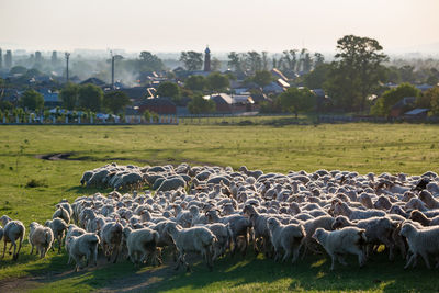 Flock of sheep grazing in field