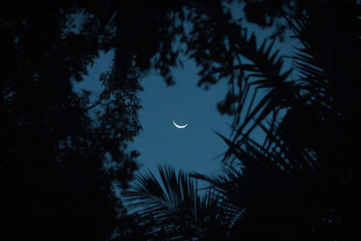 Low angle view of silhouette trees against sky at night