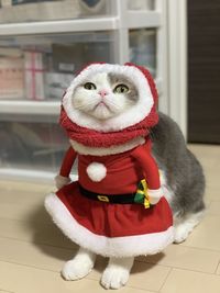 Close-up of cat wearing santa costume