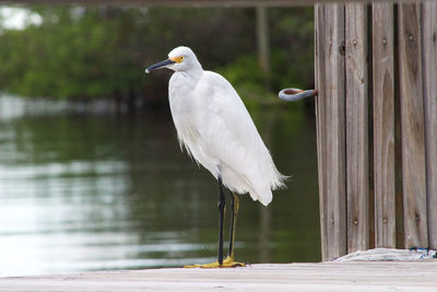 Close-up of bird perching on lake