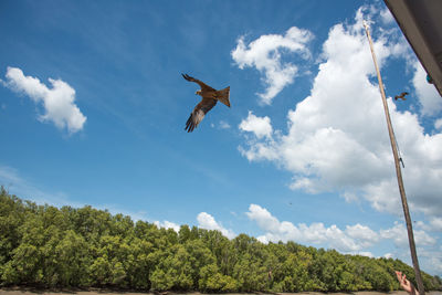 Low angle view of bird flying in sky