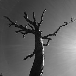 Low angle view of dead tree against sky