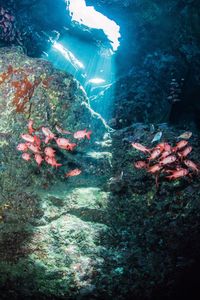 High angle view of fish swimming in sea