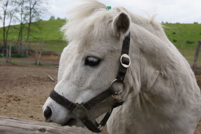 Close-up portrait of horse