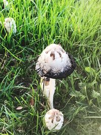 High angle view of mushroom on field