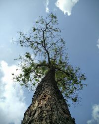 Low angle view of trees against sky