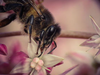 Close-up of bee on flower