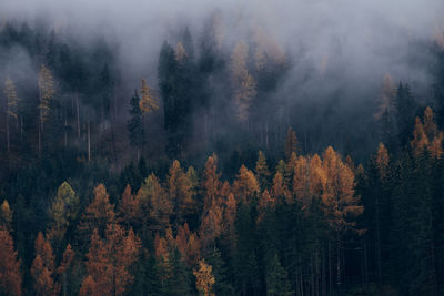 Trees in forest during autumn