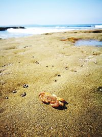 Close-up of crab on sand at beach against sky