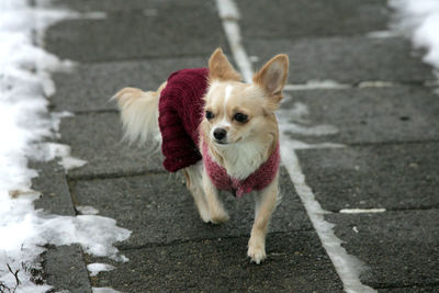 Portrait of dog standing on footpath