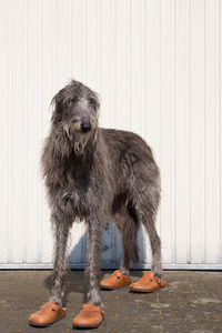 Portrait of dog standing against wall