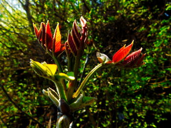 Close up of red flower