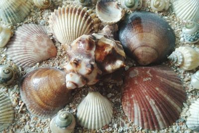 High angle view of shells in sea