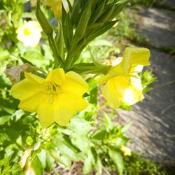 Close-up of yellow flowering plant