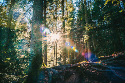 Trees in forest