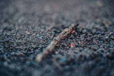 Close-up of dead plant