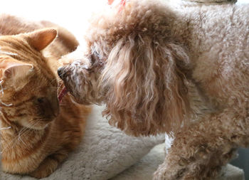 Close-up of a dog