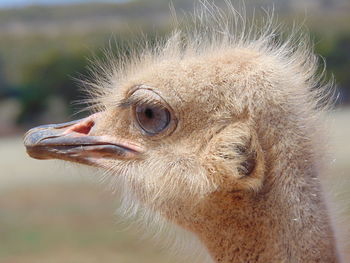 Close-up of a bird looking away