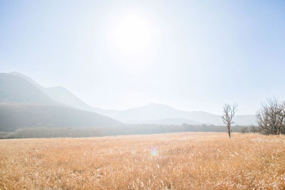 Scenic view of field against clear sky