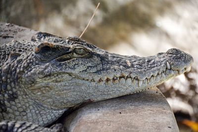Close-up of crocodile by rock