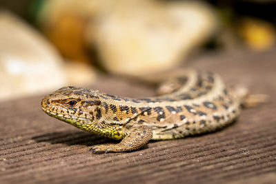 Close-up of lizard