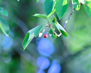 Close-up of berries growing on tree