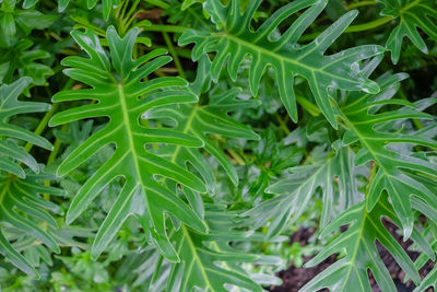 Full frame shot of green leaves xanadu.