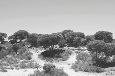 Trees on field against clear sky