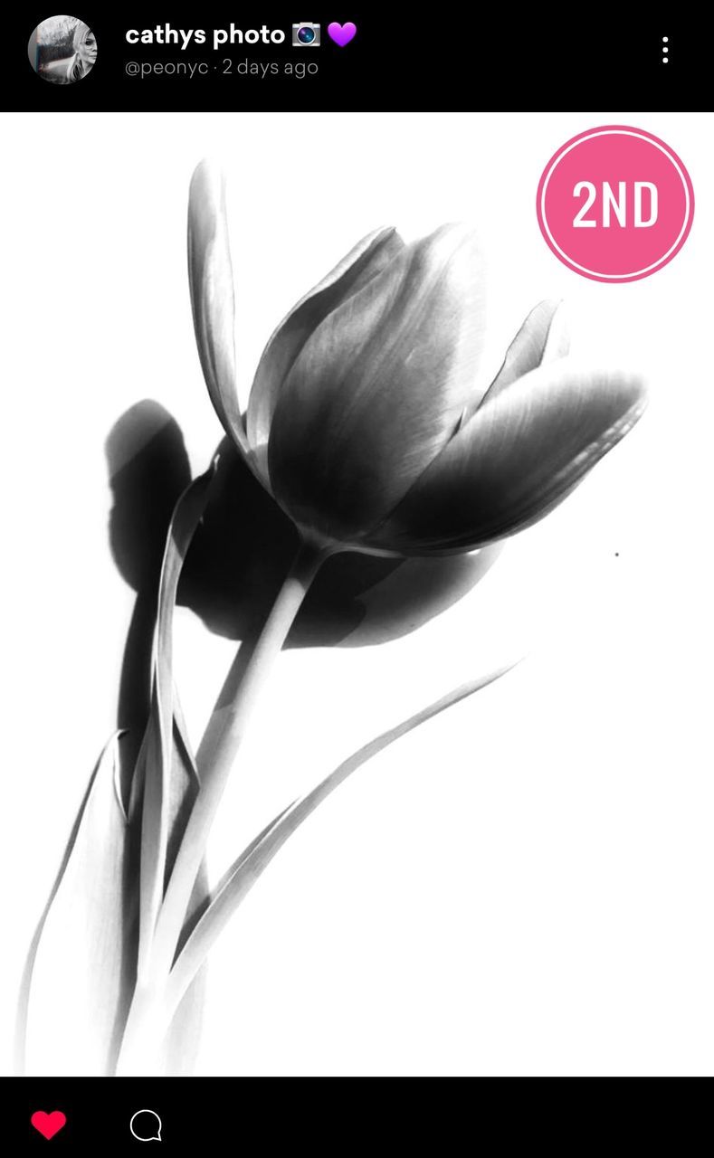 flower, flowering plant, close-up, indoors, no people, plant, freshness, fragility, vulnerability, petal, text, studio shot, beauty in nature, western script, communication, auto post production filter, nature, tulip, technology, still life, flower head