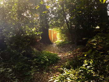 Trees in forest