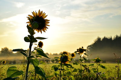 Close-up of sunflower on field against sky during sunset