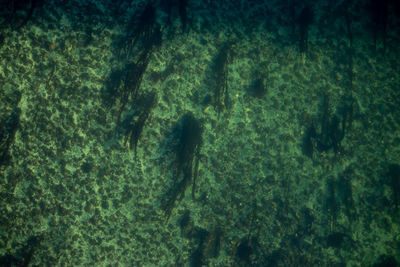 High angle view of fish underwater