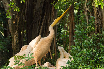 Pelicans in forest