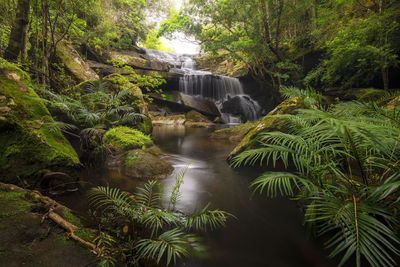 Scenic view of waterfall in forest