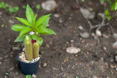 High angle view of small potted plant