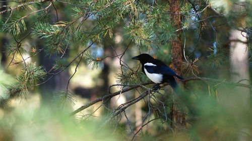 Bird perching on tree