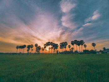 Scenic view of field against sky during sunset