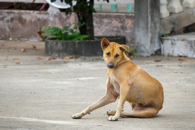 The dog is sitting comfortably on the concrete floor.