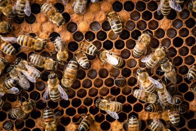 Close-up of bees