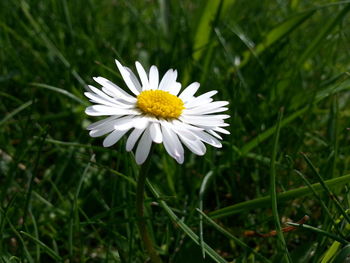 Close-up of daisy flowers blooming in field