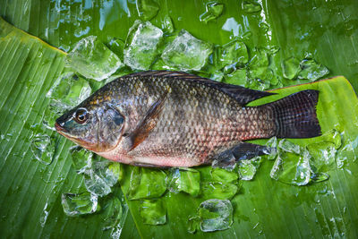 View of fish on leaf