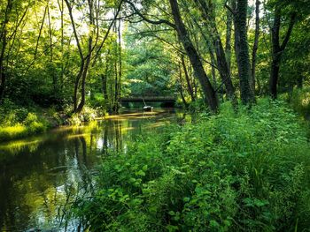 Scenic view of lake amidst trees in forest
