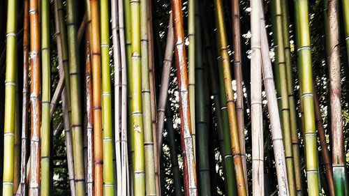 Full frame shot of bamboo