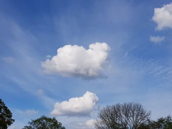 Low angle view of tree against sky