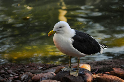 Seagull perching on rock