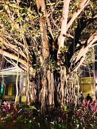 Bamboo trees in plants