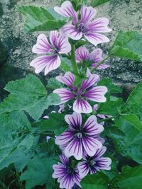 High angle view of pink flowering plants