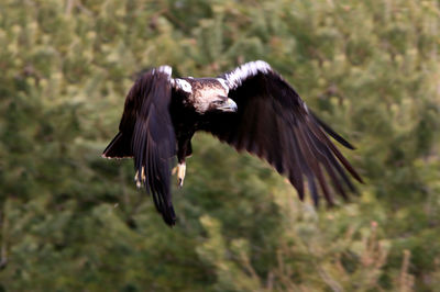 Bird flying in a forest